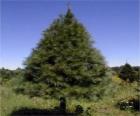 Ελάτη - Χριστουγεννιάτικο δέντρο